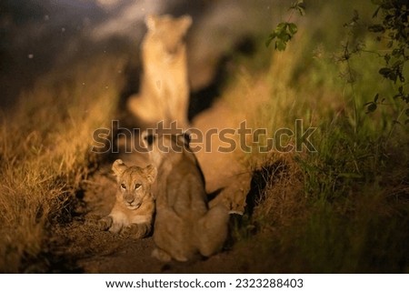 Lion cubs play fighting seen with flashlight during night time game drive Royalty-Free Stock Photo #2323288403