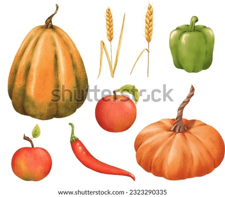 Set of Pumpkins, apples, paprika, chili and spikelets. Watercolor isolated illustration. Autumn harvest. Delicious ripe vegetable. Vegetarian raw food. For posters, websites, notebooks, textbooks.