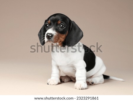 Cute little dachshund puppy on a beige background