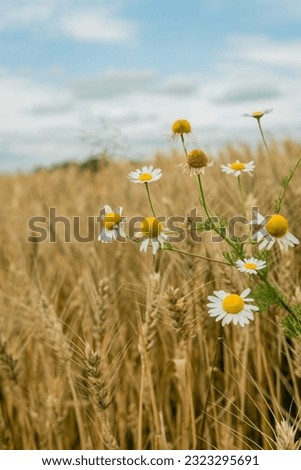 Common daisy or Oxeye or Chamomile, Shasta daisy, German daisy in Pecs, Hungary in rural and countryside areas and life in the panorama field in summer is beautiful