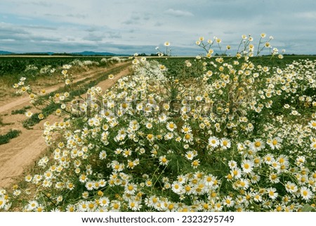 Common daisy or Oxeye or Chamomile, Shasta daisy, German daisy in Pecs, Hungary in rural and countryside areas and life in the panorama field in summer is beautiful