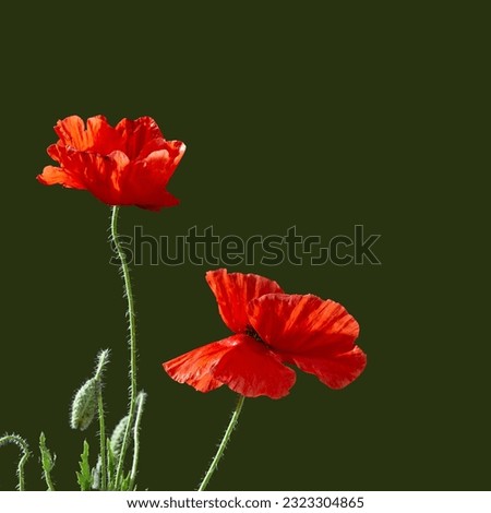 Red poppy flower on green background. Symbol of Remembrance Day or Armistice Day, Memorial Day concept. Day of Remembrance, Ukraine symbolism.