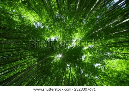 A green bamboo forest in spring sunny day wide and top shot