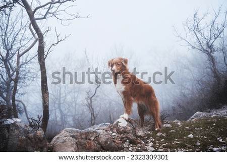 Red dog in a foggy mystical forest. Nova Scotia duck tolling retriever in nature. Hiking with a pet. forest fairy tale Royalty-Free Stock Photo #2323309301
