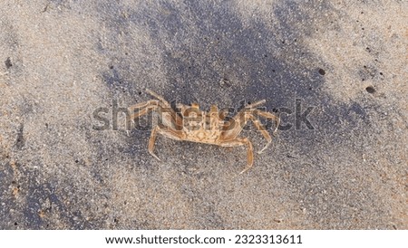 Beach sand and animal in srilanka