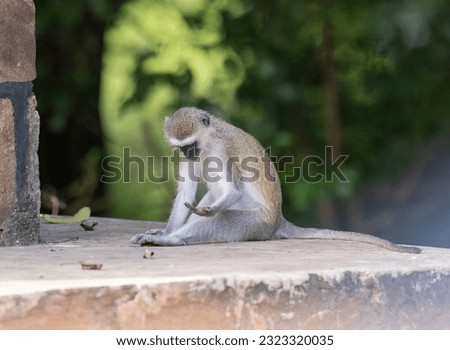Young baboon looking down with open hand in natural African habitat