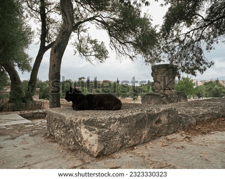 The essence of Athens, the city of cats in its streets. Cats have roamed the city for centuries, leaving their traces in history since they arrived from Egypt, where they were revered as divine.