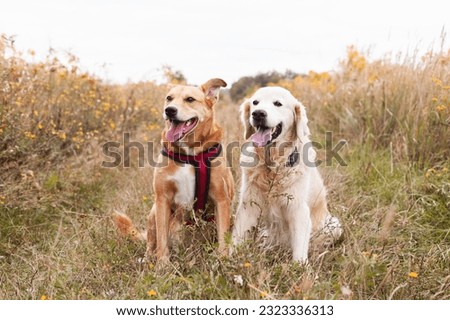Happy ginger mixed breed and golden retriever dogs wearing red harness on yellow autumn grass. Pets welfare concept. Copy space background store ads banner.