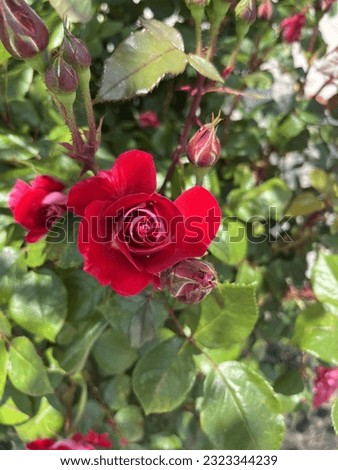 Top down, close up view of a blooming hybrid tea rose. These bloomed roses are full of bright red petals that are round and open.