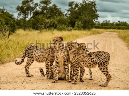 Endangered Cheetah family in Kruger National Park South Africa directly after a meal Royalty-Free Stock Photo #2323352625