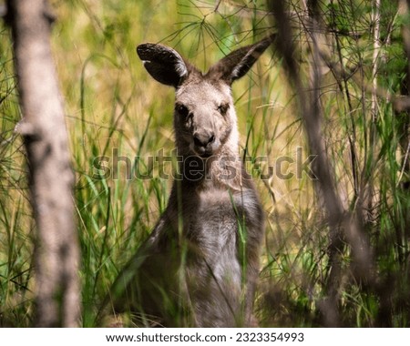 Portrait of beautiful eastern gray kangaroo hidden in high grass spotted in Tinchi Tamba Wetlands, Brisbane, Queensland, Australia	
