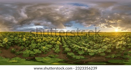 spherical 360 hdri panorama among farming field of young green sunflower with clouds and rainbow on evening  sky before sunset in equirectangular seamless projection, as sky replacement