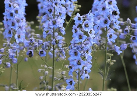 Delphinium elatum in the garden. Double blue flower. Royalty-Free Stock Photo #2323356247