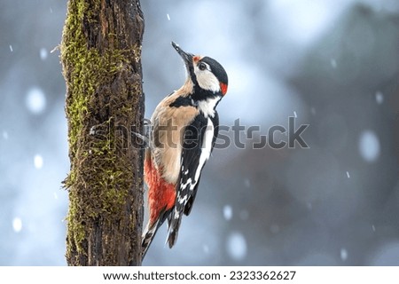 Great spotted woodpecker male in the snow storm, winter snowy times, stunning scenery