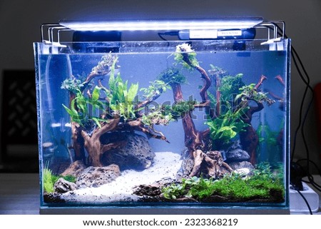new aquascape tank layout with plants after filling with water without fish Royalty-Free Stock Photo #2323368219