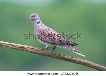 European turtle dove on a perch, cloudy soft light, early morning, stunning wildlife, european side view