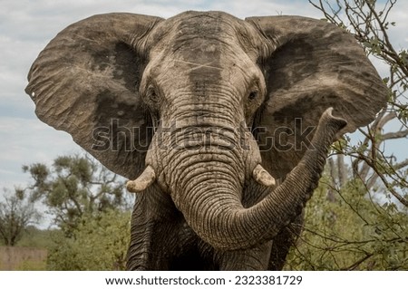 Close up of charging African Elephant in Kruger National Park South Africa Royalty-Free Stock Photo #2323381729