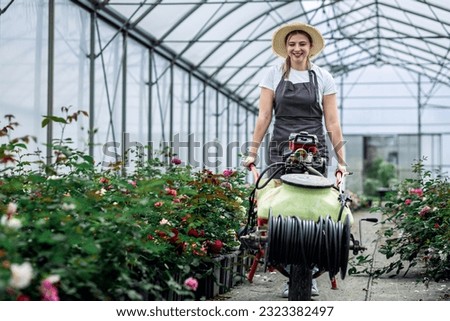 Female gardener in apron working with roses preparing to water them in the greenhouse.