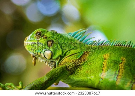 Day picture of an iguana looking up, French Guiana