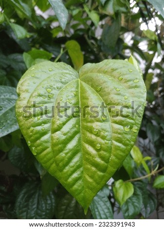 Photo of yellow green betel leaves in the morning in the tropics with a rather dim and dark background