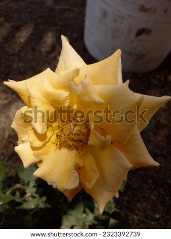 June 24, 2023. A photographer snaps a picture of a yellow bloom.