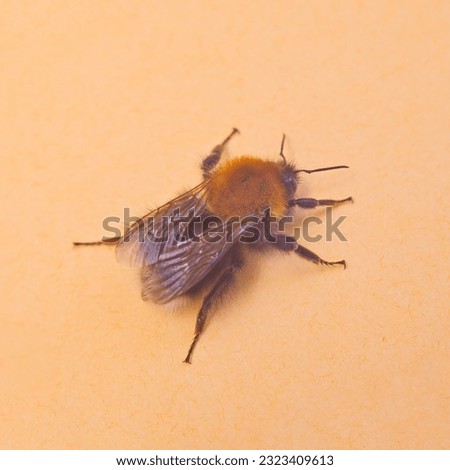 Large bumblebee on beige background. Macro. Close up. Square
