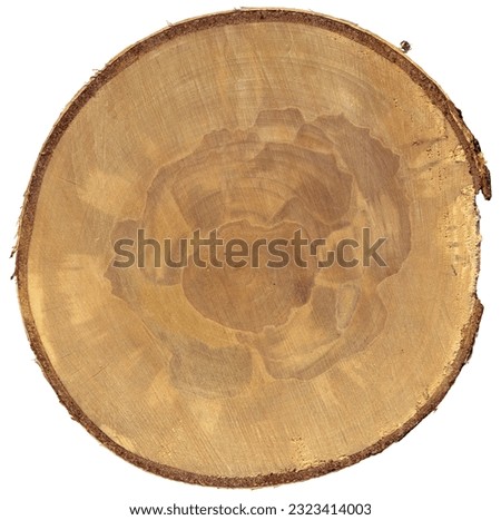 Closeup of a cross section of a tree trunk isolated on white background, high resolution, photography.