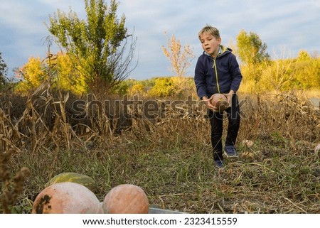 The boy hardly harvests zucchini. Hard child labor. Exploitation of child labour Royalty-Free Stock Photo #2323415559