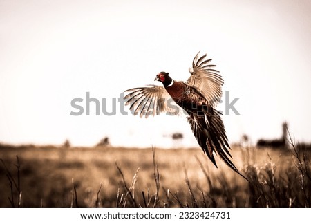 Pheasant (Phasianus colchicus) in flight closeup Royalty-Free Stock Photo #2323424731
