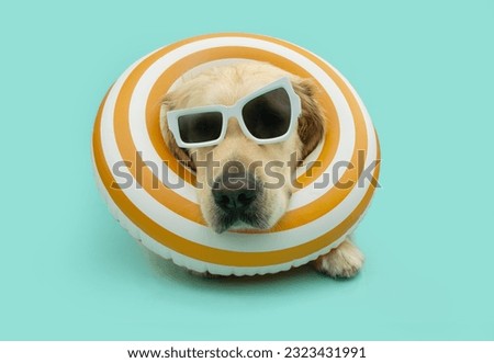 Funny puppy summer season portrait. Labrador retriever inside of a yellow infltable ring. Isolated on blue background