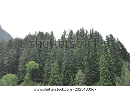 Beautiful Forest in Summer Green Mountain Landscape