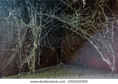 White web on a black brown background, scary frames made of cobwebs. High quality stock photo image featuring a real creepy spider web isolated against a creepy Halloween background 