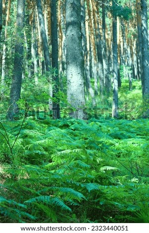 Fern carpet in the middle of the forest, greenery, natural environment, calm and peaceful scene