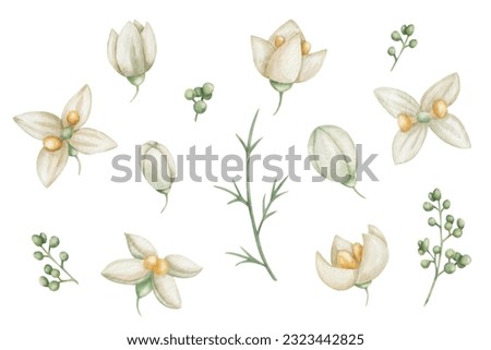 Watercolor set of illustrations. Hand painted white, beige blooming flowers with four petals, yellow center, buds. Olive tree flowers. Green branch. Summer, spring nature. Isolated floral clip art