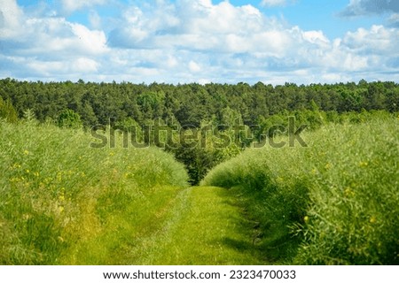 Sky with clouds spreading over green, dense fields and forests in the countryside