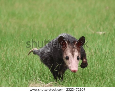 The common opossum (Didelphis marsupialis), also called the southern or black-eared opossum