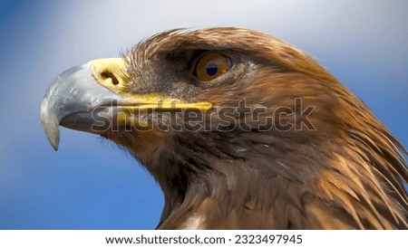 A close-up photo of an eagle. A very beautiful picture of the eagle.