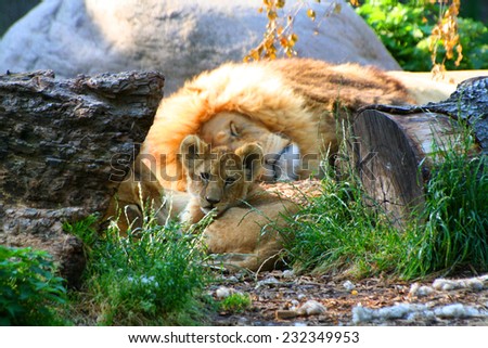 baby lion with daddy lion sleeping in the background
