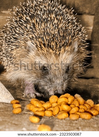 A hedgehog eating food against a backdrop of wooden steps 