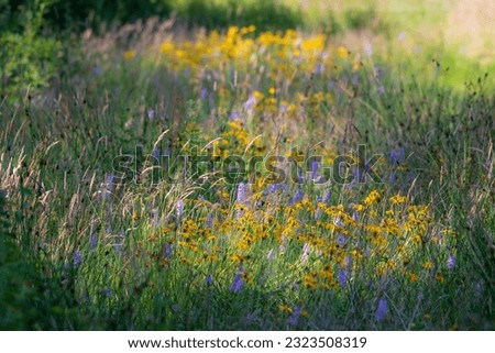 Isolated field with wild flowers like arnica and orchids in the rural province of Drenthe, Drentsche Aa, The Netherlands. 