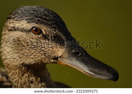 Calm and solitary duck of various colors in the Albufera swamp