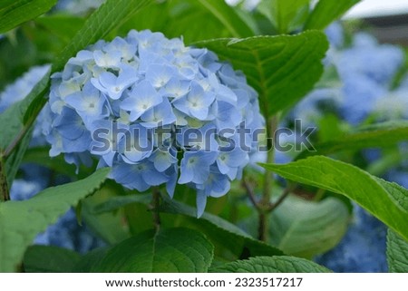 This is a picture of a blue hydrangea