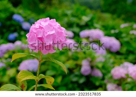 This is a picture of a pink hydrangea
