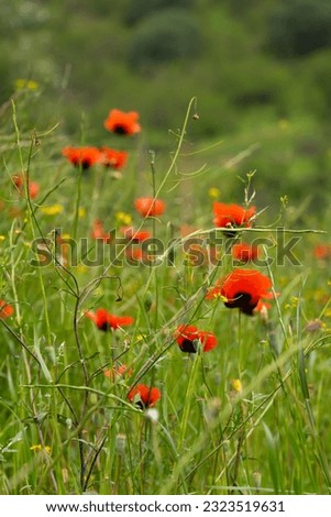 Close-up of beautiful poppy flowers on the field. Bright poppy field in the wild. Floral background, wallpaper of field poppies. Vertical photo