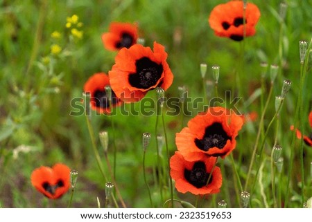 Close-up of beautiful poppy flowers. Bright poppy field in the wild. Floral background, wallpaper of field poppies