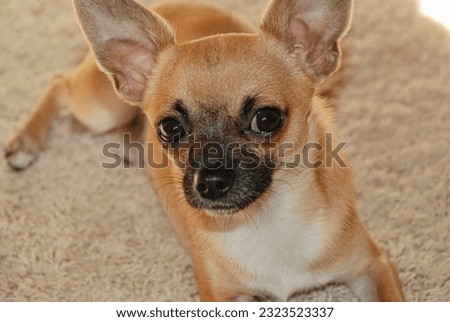 A young red-haired male chihuahua with a black muzzle in the living room close-up.