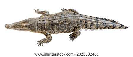 Saltwater crocodile isolated on white background with clipping path Royalty-Free Stock Photo #2323532461