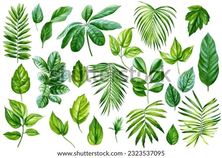 Watercolor Tropical plants set, palm leaf on isolated white background, exotic flora illustration. Jungle design