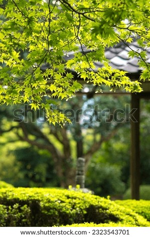 Beautiful green maple leaves swaying at Shisendo in early summer in Kyoto, Japan