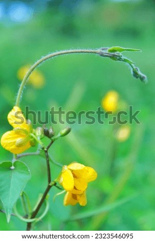 lovely picture of a yellow blossom in the portrait image